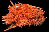 Bright Orange Crocoite Crystal Cluster - Tasmania #129098-3